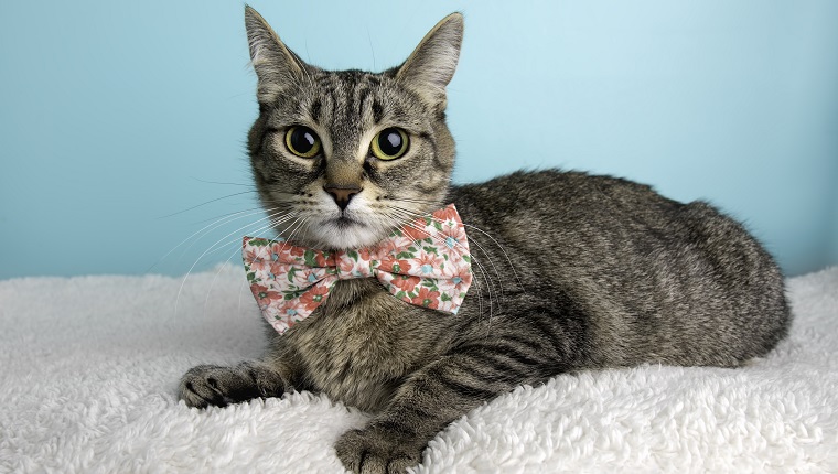 Tabby Rescue Cat Wearing Bow Tie