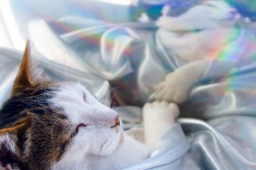 Cat sleeping hologram clothing
