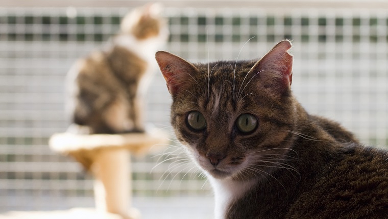 France, cats in a refuge for animals (SPA).