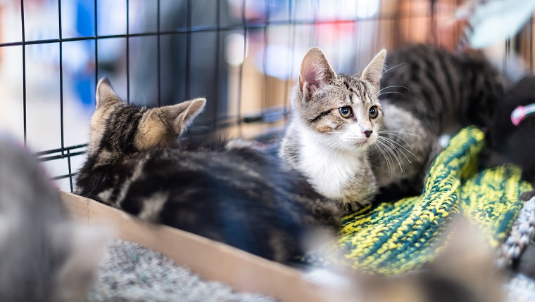 Portrait of sad tabby and white kitten cat looking through cage behind bars waiting for adoption with siblings