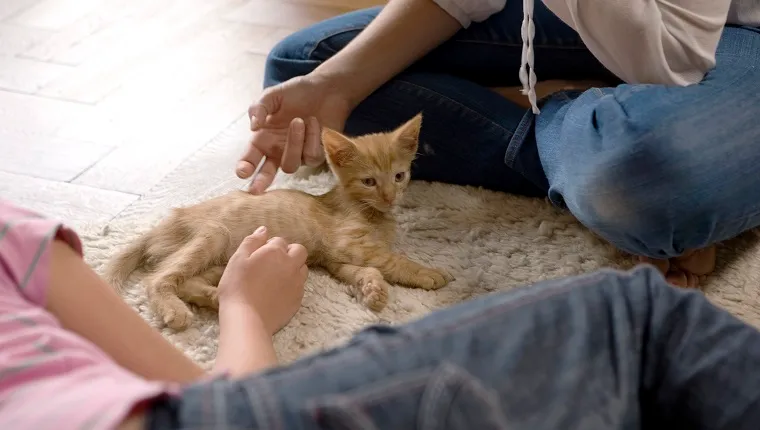 Two Girls Stroking a Kitten