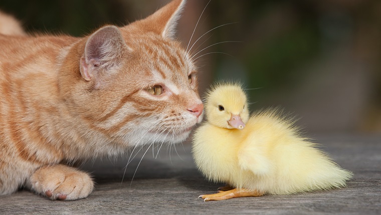 Ginger cat and duckling