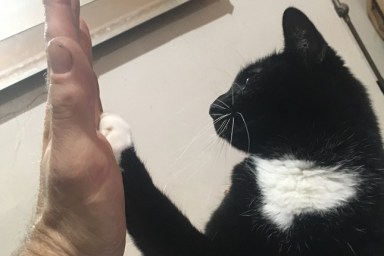 A cat seemingly raising it's paw in a 'high five' gesture.