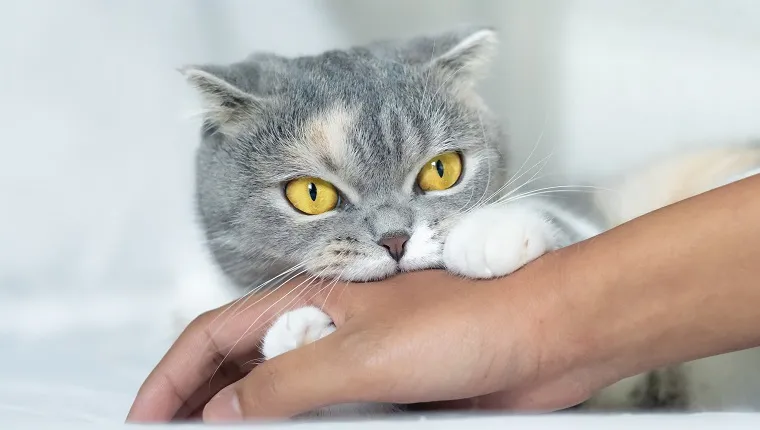 Cute Scottish fold cat biting a human hand while playing.