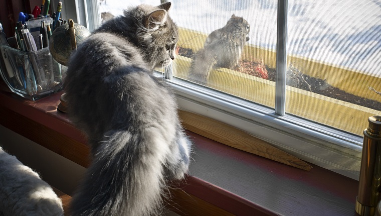 Kitten Watches a Squirrel Through a Window. Kitten is young, grey coloured and alert. Outside is snow and winter. Rural Nova Scotia, Canada Scene. Leica Camera Photograph.