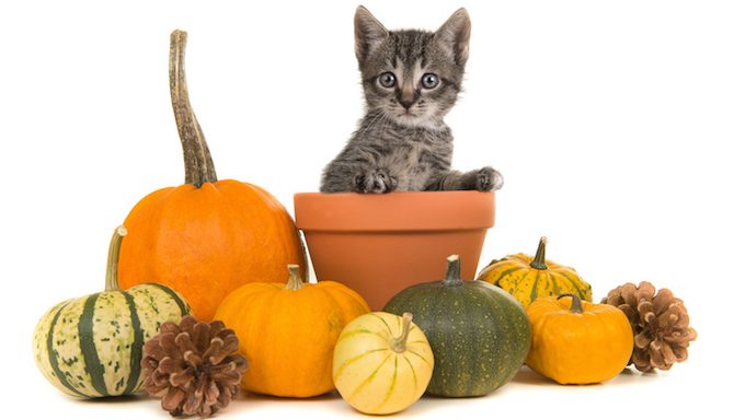 cat in flower pot surrounded by pumpkins