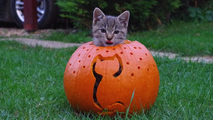 cat in cat-themed jack-o-lantern