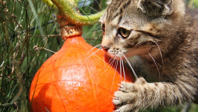 cat with claw on pumpkin