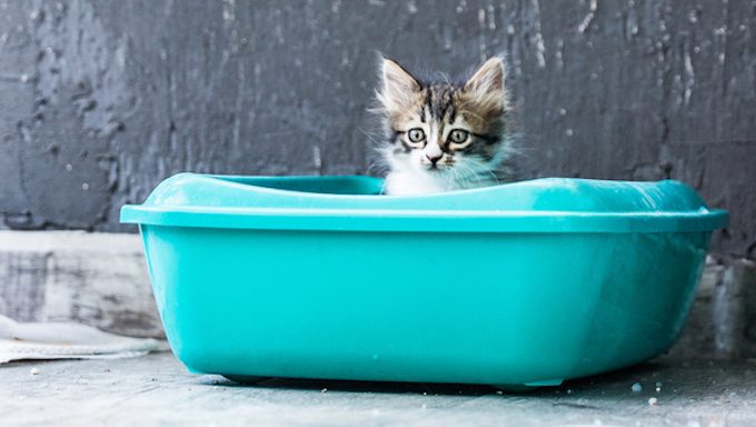 kitten in litter box