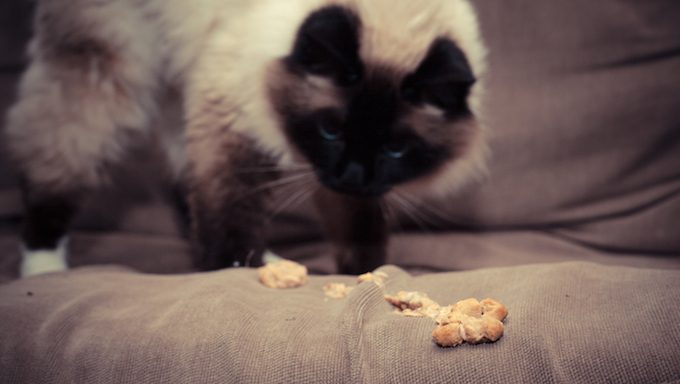 cat with hairball on couch