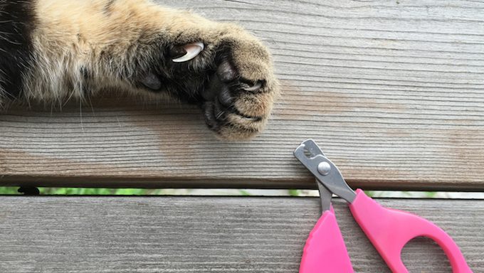 cat paw and claws next to clipper