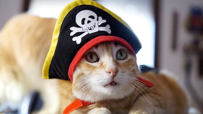 Ginger cat with green eyes wears a funny cosplay pirate of the Caribbean hat
