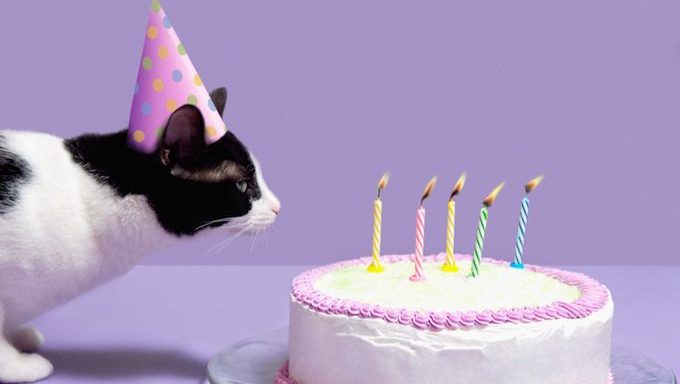 Cat wearing birthday hat blowing out candles on birthday cake