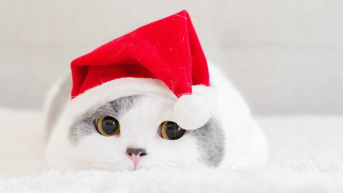 cat in santa hat