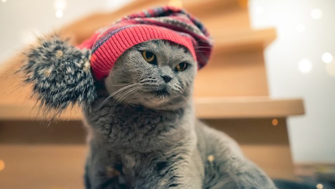 Cat in fall/winter hat