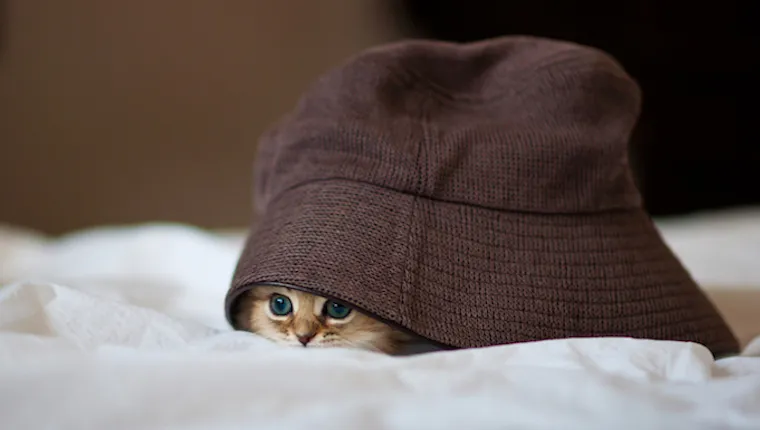 Persian kitten under over sized hat on white sheet.