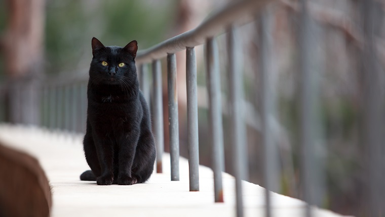 Black cat looking at the camera, Majorca, Spain
