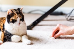 Calico cat guilty face funny humor on carpet inside indoor house home with hairball vomit stain and woman owner cleaning rubbing paper towel on floor