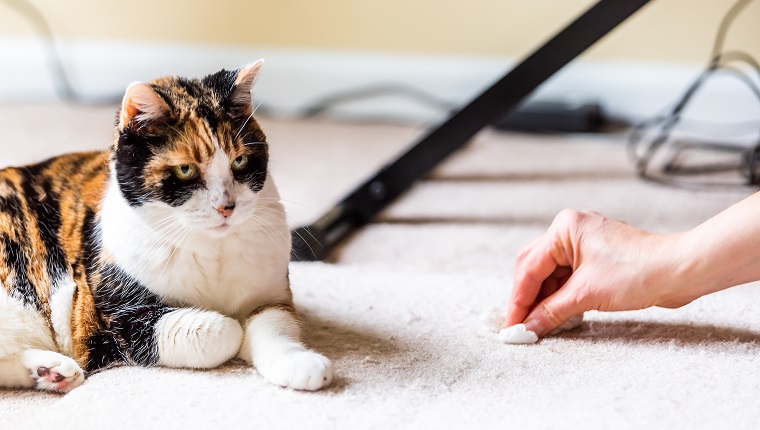 Calico cat guilty face funny humor on carpet inside indoor house home with hairball vomit stain and woman owner cleaning rubbing paper towel on floor