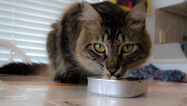 Kevin the cat, eating a can of tuna off the table