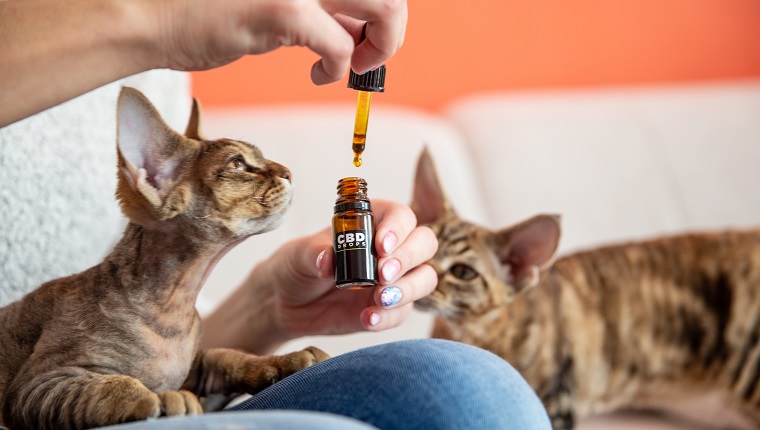 Female Pet Owner Giving Her Cat CBD Oil Drops as Alternative Therapy.