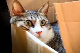 This super cute Korean cat is a huge box lover just like all cats :)