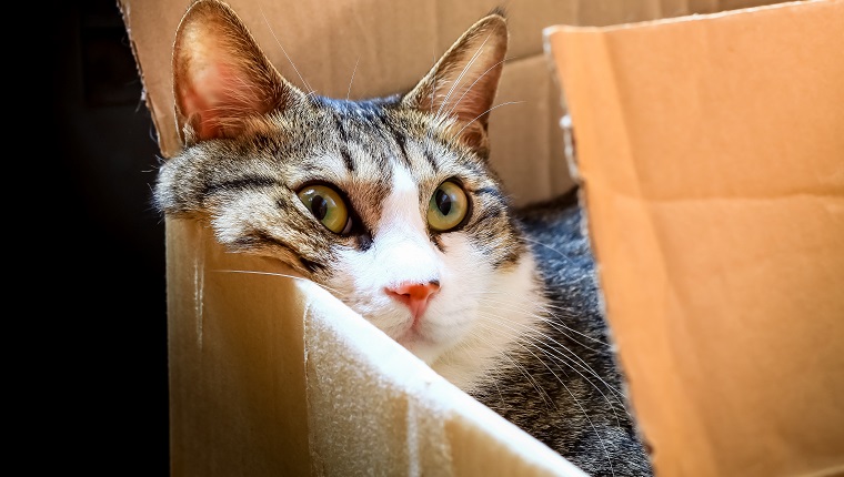 This super cute Korean cat is a huge box lover just like all cats :)