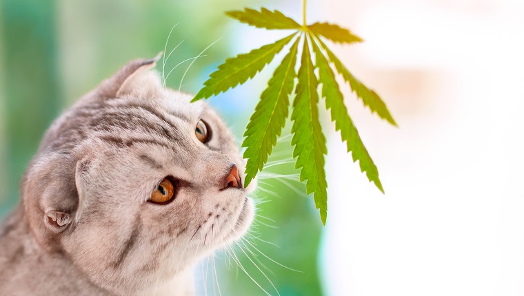 Portrait close-up on blurred background with leaf cannabis. Scottish fold cat sniffs green leaf of marijuana in hands