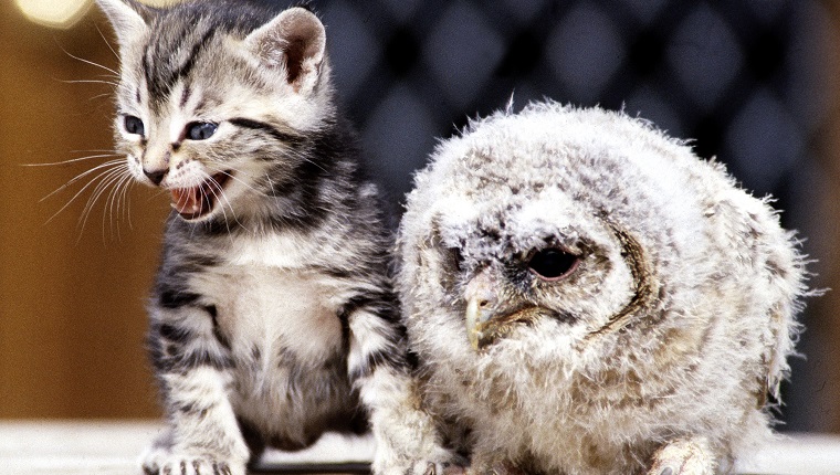 Four week old kitten with a baby tawny owl at Surrey Bird Rescue Centre at Chertsey June 1983.