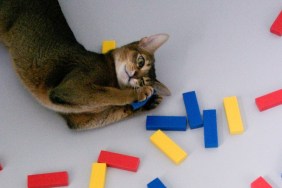 High Angle View Of Cat Relaxing By Toy Blocks On Table