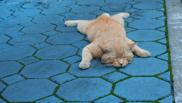 closeup image of a big ginger cat sleeping on blue pavement like a dog