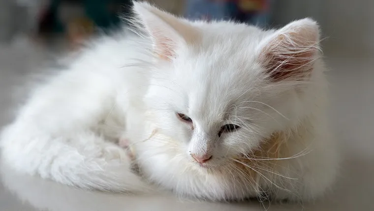 Sick little white kitten with feline panleukopenia lying on the floor with sad eyes and some vomit on her fluffy hair.