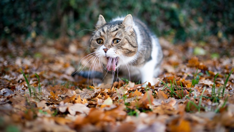 tabby white british shorthair cat outdoors in the garden throwing up puking on autumn leaves
