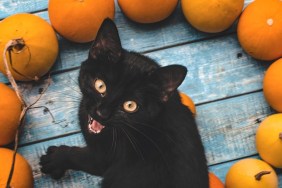 Portrait Of Angry Cat Sitting By Pumpkins On Table During Autumn