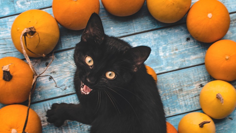 Portrait Of Angry Cat Sitting By Pumpkins On Table During Autumn