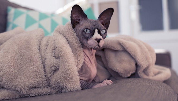 Sphynx cat lazy on the couch under a blanket