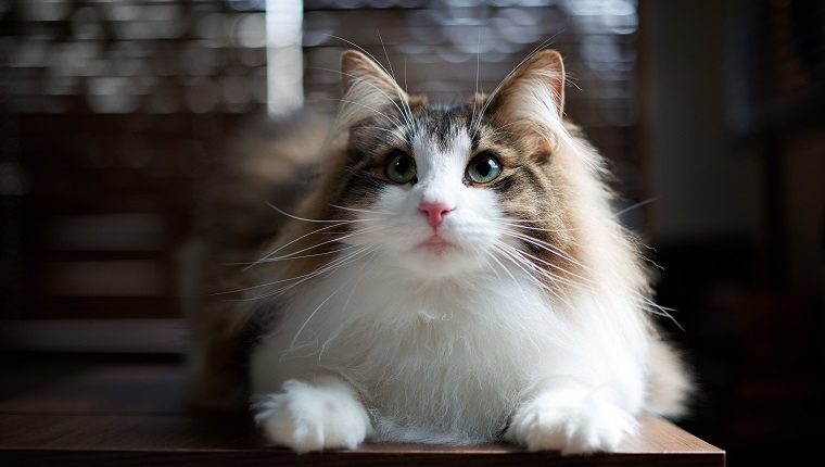 Young male Norwegian Forest Cat.