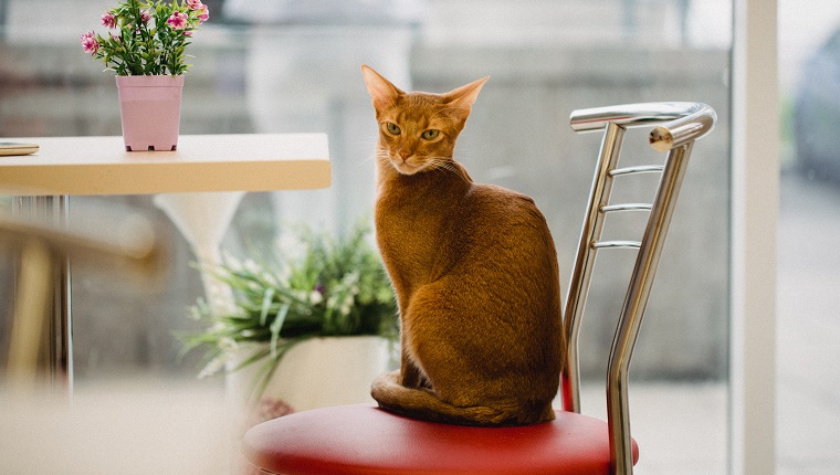 ginger Abyssinian cat is sitting on chair near the table and looking in camera. Warm toning image. Lifestyle pet concept.