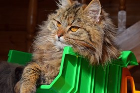 Maine Coon Cat Sitting On Toy Truck At Home