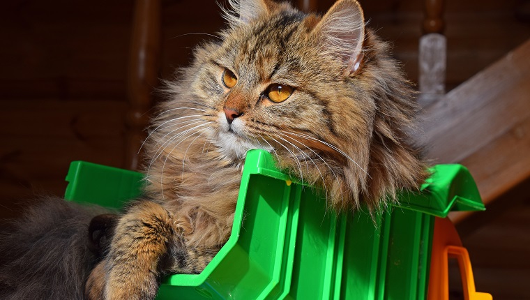 Maine Coon Cat Sitting On Toy Truck At Home