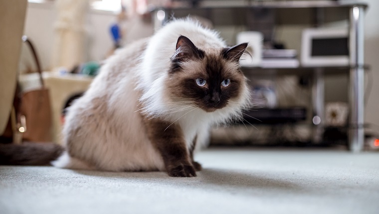 Himalayan house cat sitting on the living room floor looking ready to pounce