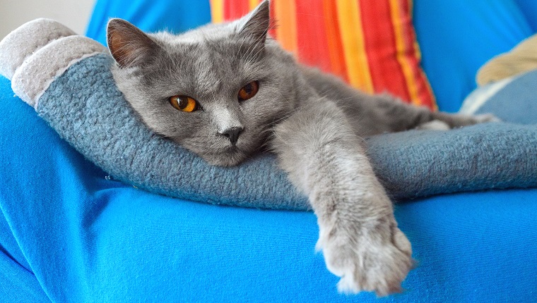 2-3 years old Gray Chartreux cat on sofa