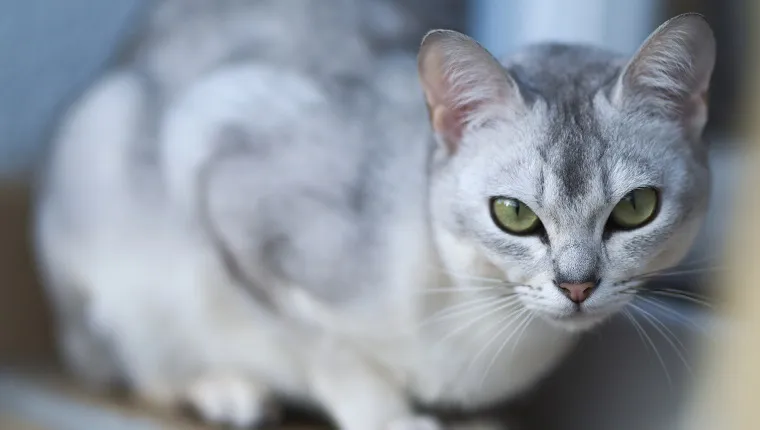 Looking silver cat, Portrait of Burmilla cat