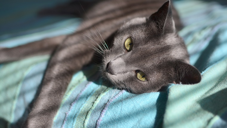 Russian blue cat laying on the bed in sunny morning.