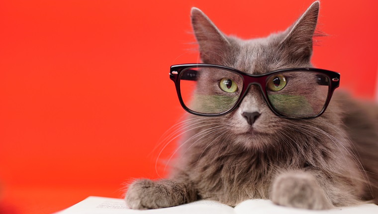 Close up portrait of a Nebelung cat leaning on an open book while wearing reading glasses. Isolated on red background.