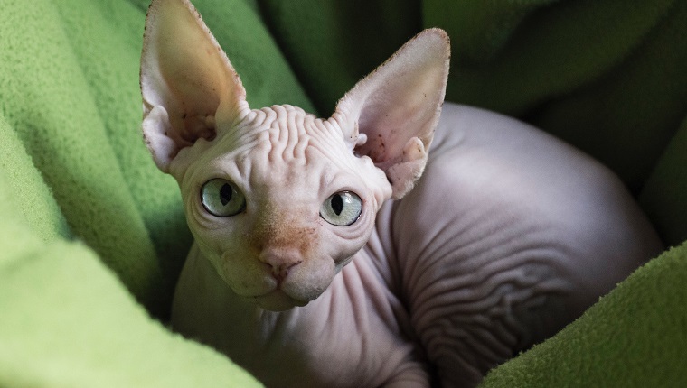 Portrait Of Sphynx Hairless Cat Relaxing On Green Towel