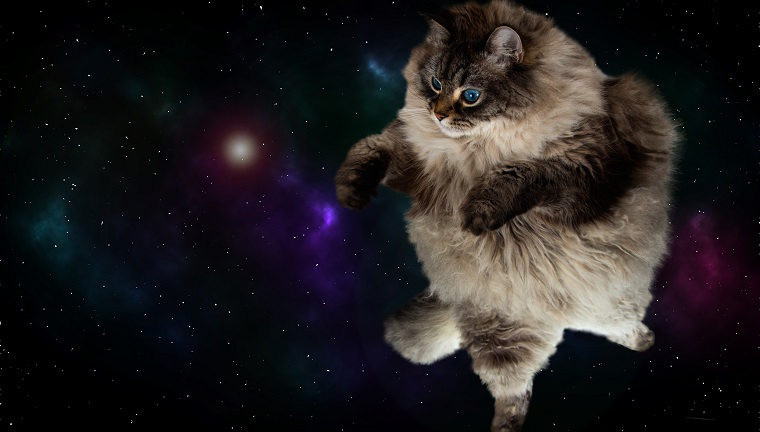 funny fluffy cat in space with galaxy background