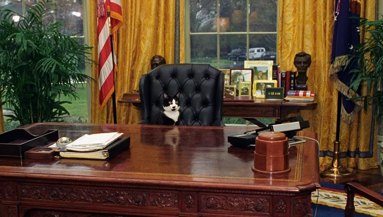Socks the Cat, the First Pet of President Bill Clinton and First Wife Hillary Rodham Clinton, with black fur, white face, and amber eyes, seated at the tall leather chair behind the President's desk in the Oval Office, looking out into the room, Washington, District of Columbia, January 7, 1994. Courtesy National Archives.