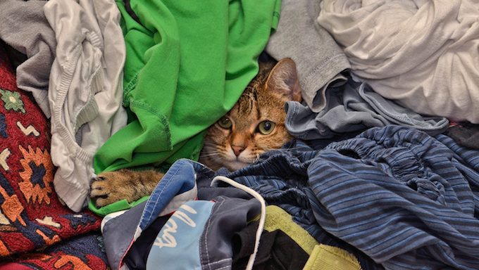 cat under pile of laundry