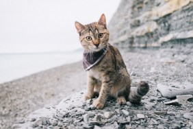 Traveler cute cat wearing in bandana sitting by the sea.